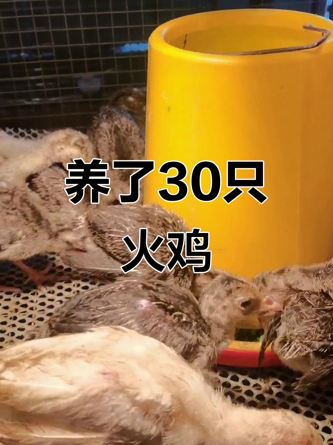 30只青铜火鸡苗,养了一个月的变化
