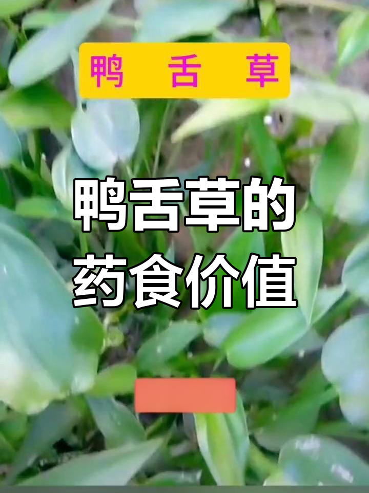 鸭舌草:稻田害草变美味蔬菜,蛋白质丰富