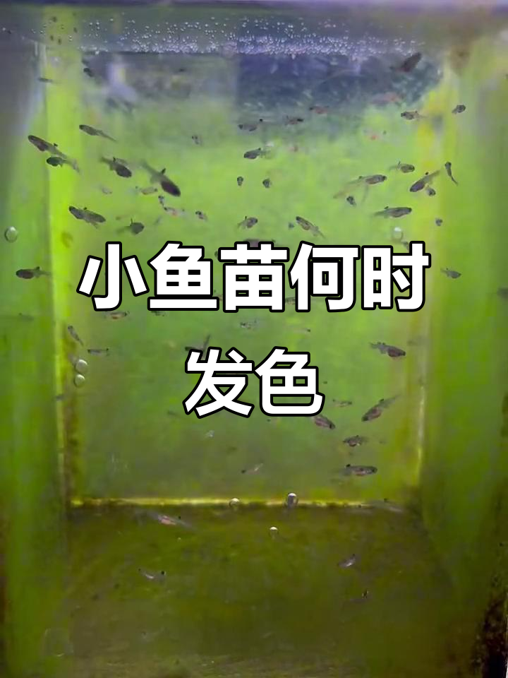 鳑鲏小鱼苗发色时间揭秘,多久能看出变化?