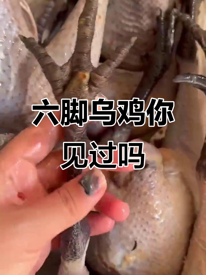 见过6只脚的乌鸡吗?公母大比拼,超有趣!