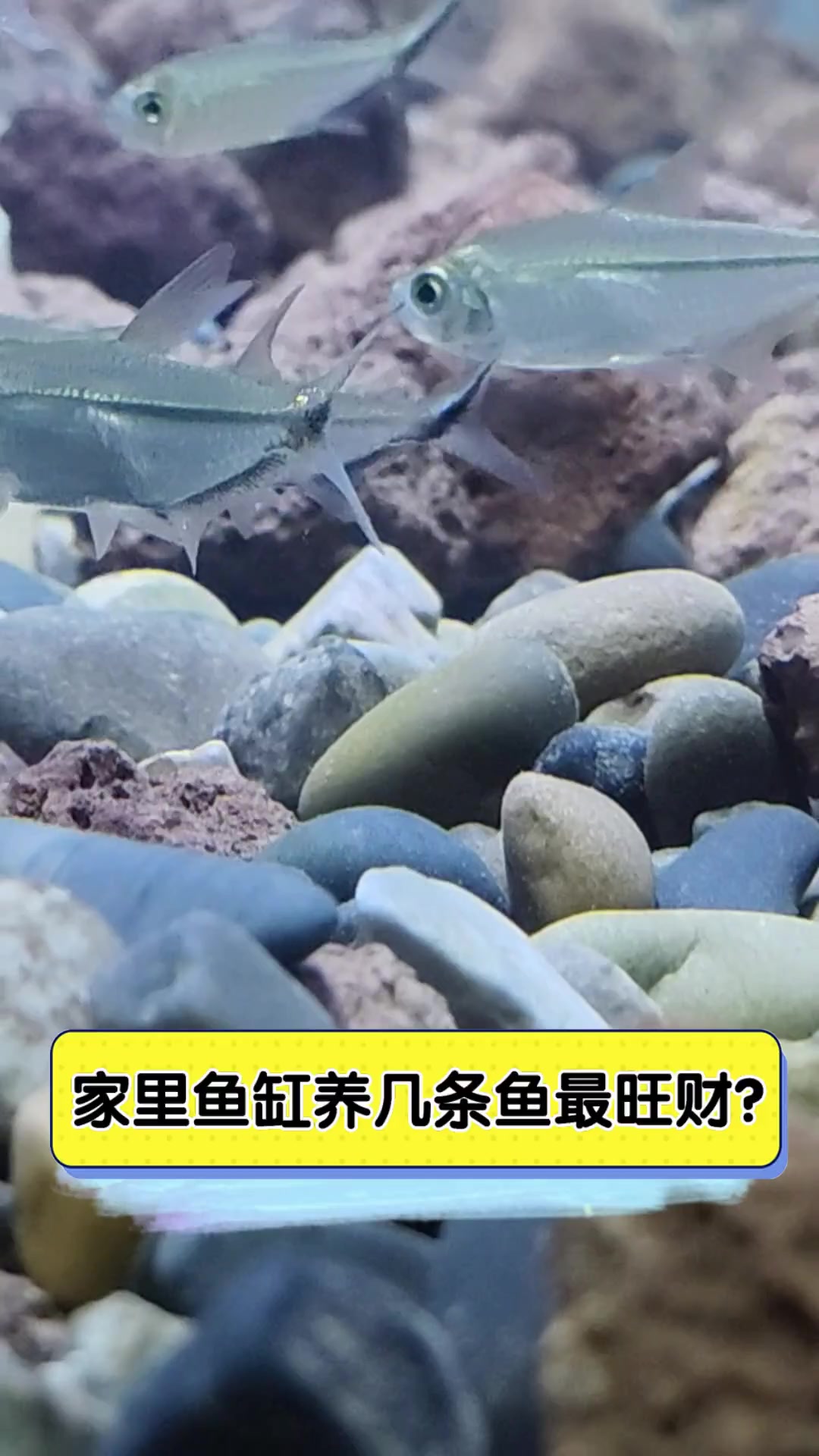 家里鱼缸养几条鱼最旺财?
