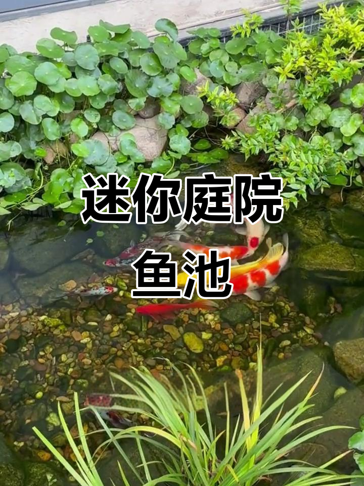小巧精致庭院鱼池设计,打造灵动水景