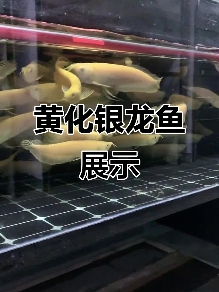 黄化银龙鱼:18-20公分,不打架的和谐水族世界