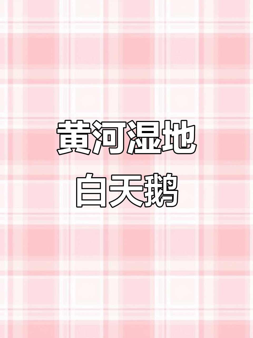 冬季黄河湿地大天鹅迁徙,翩翩起舞尽显优雅