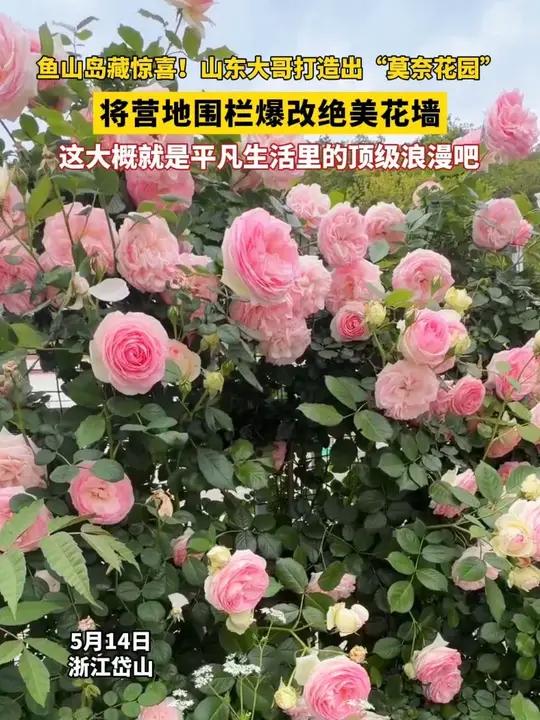 鱼山岛藏惊喜!山东大哥打造出“莫奈花园”,将营地围栏爆改绝美花墙,这大概就是平凡生活里的顶
