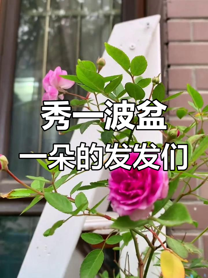 盆一朵的花朵大赏,各种玫瑰、月季争奇斗艳