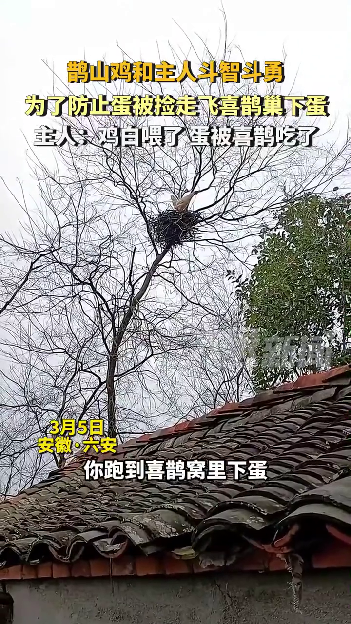 鹊山鸡和主人斗智斗勇,为了防止蛋被捡走飞喜鹊巢下蛋
