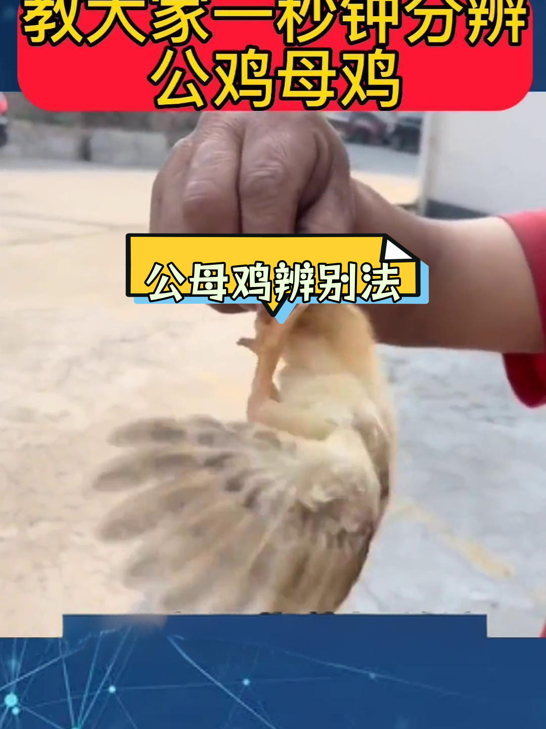 分辨公鸡母鸡的小技巧