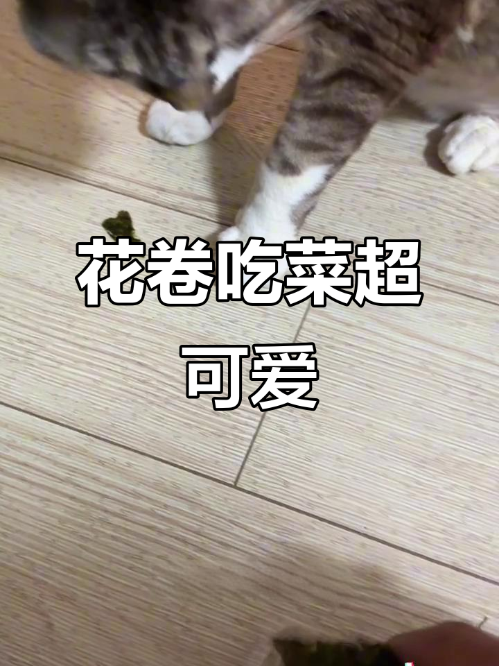 花卷猫咪爱吃青菜,德文卷毛猫的日常萌态