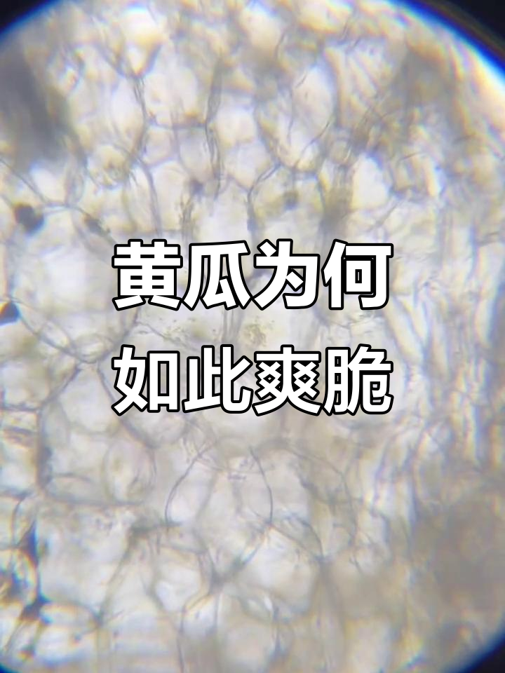 黄瓜的脆嫩秘密:薄壁细胞与水分输送机制揭秘