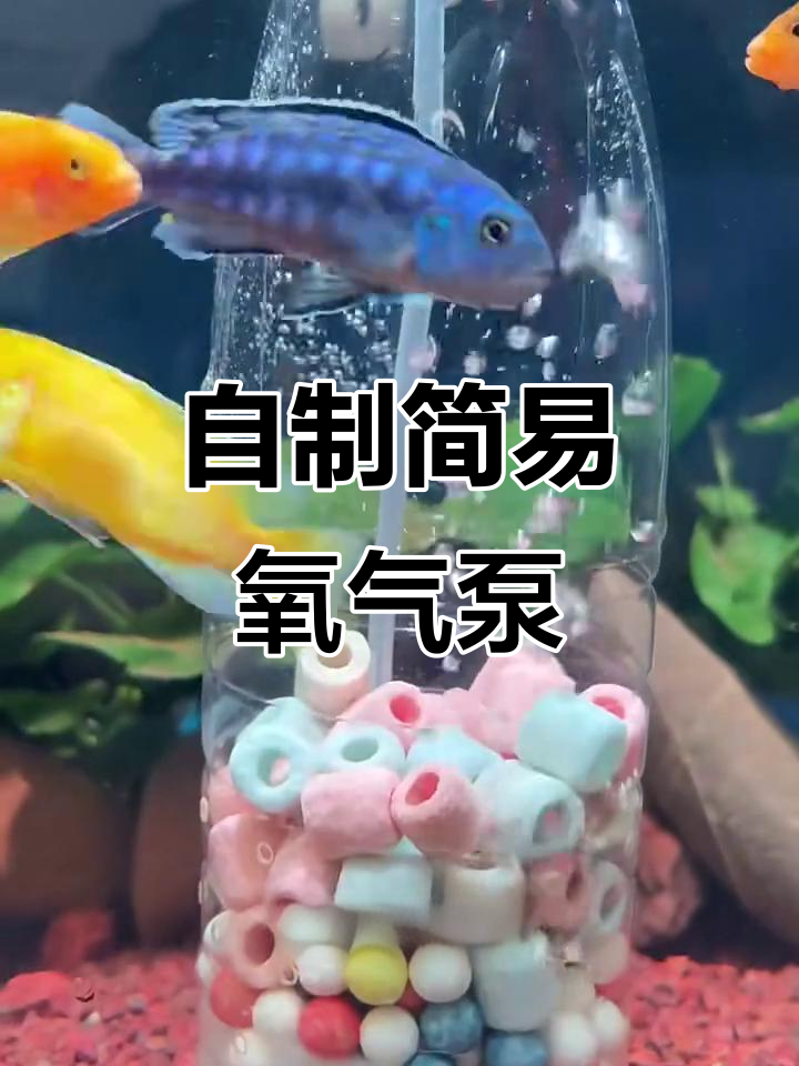 废瓶子变鱼缸增氧器,简单又实用