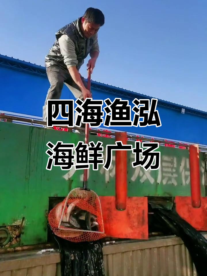 四海渔泓海鲜市场,新鲜鲈鱼批发价曝光