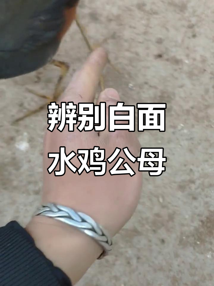 4月白面水鸡公母分辨,嘴巴颜色差异明显