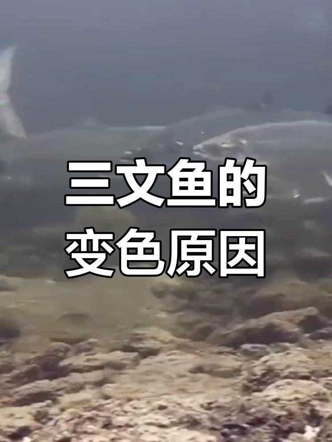 三文鱼为何从灰色变成红色?