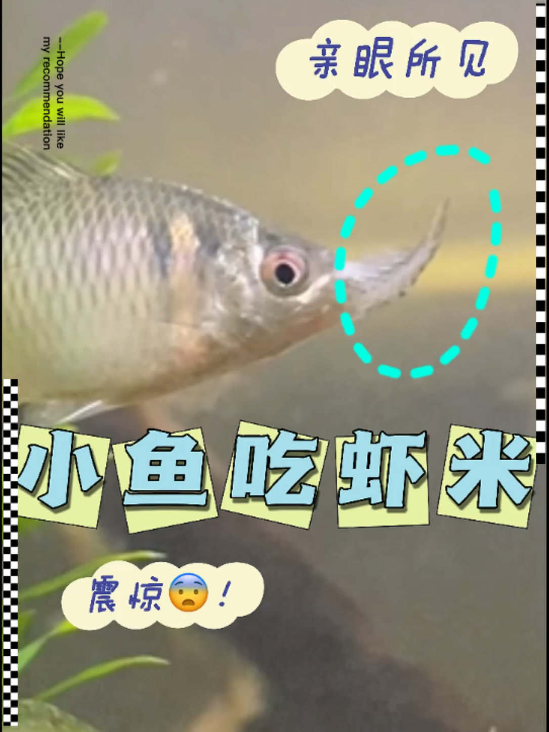 新手养鱼之小鱼吃虾米正如鳑鲏吃虾仔