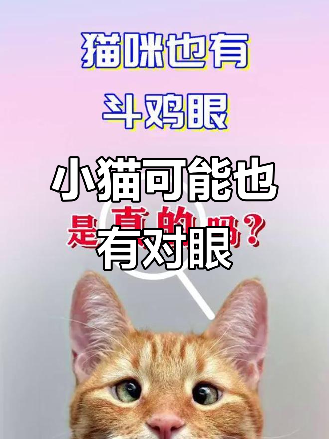 猫咪斗鸡眼?这些品种更容易有!