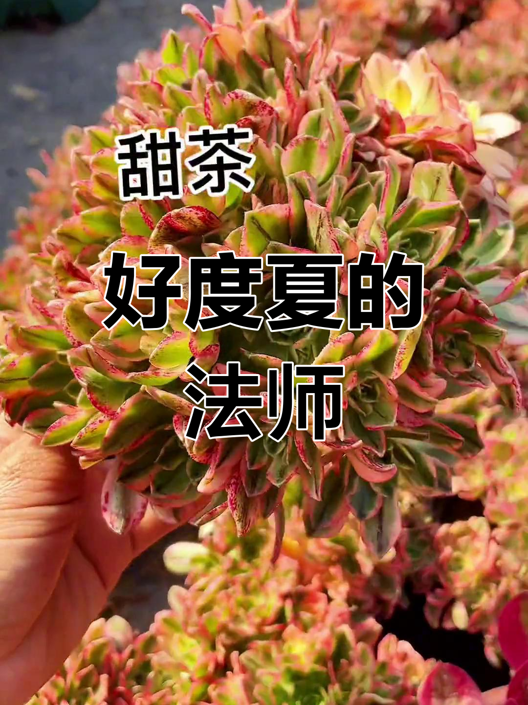 夏季耐热法师品种推荐