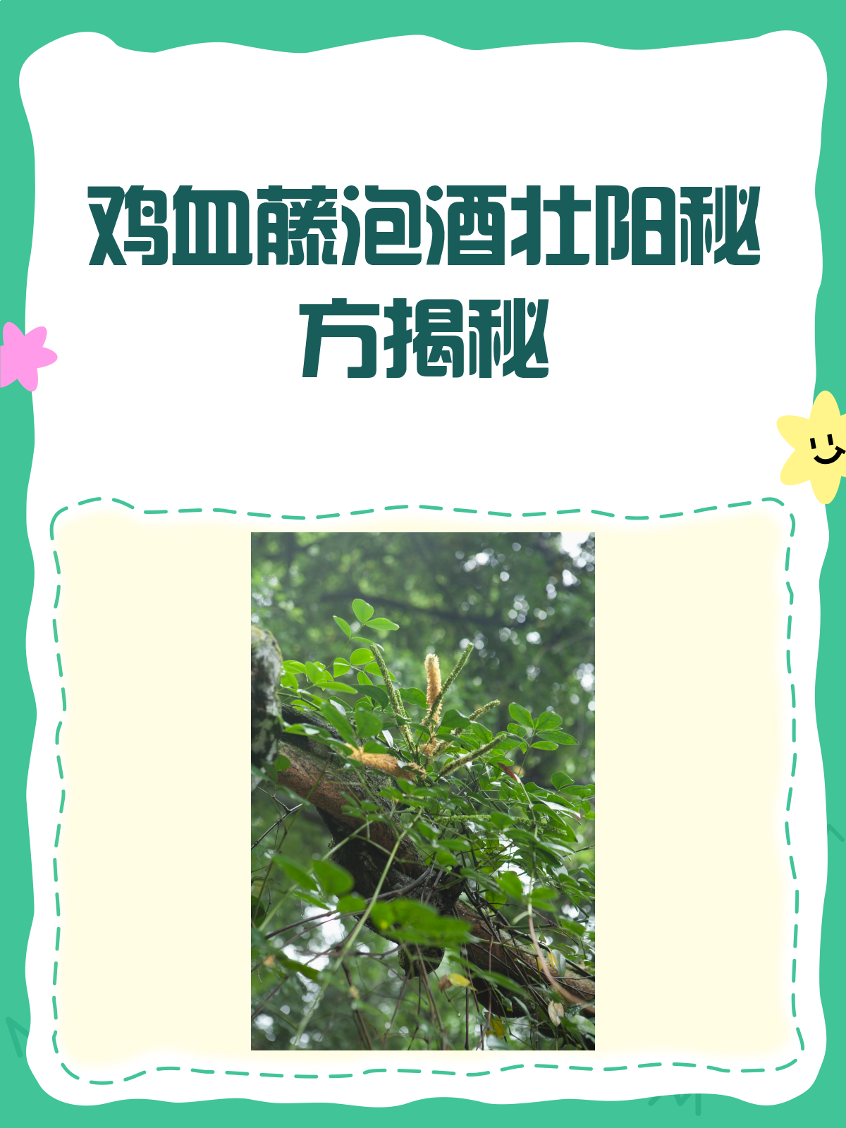 揭秘!鸡血藤泡酒,真的能壮阳吗?