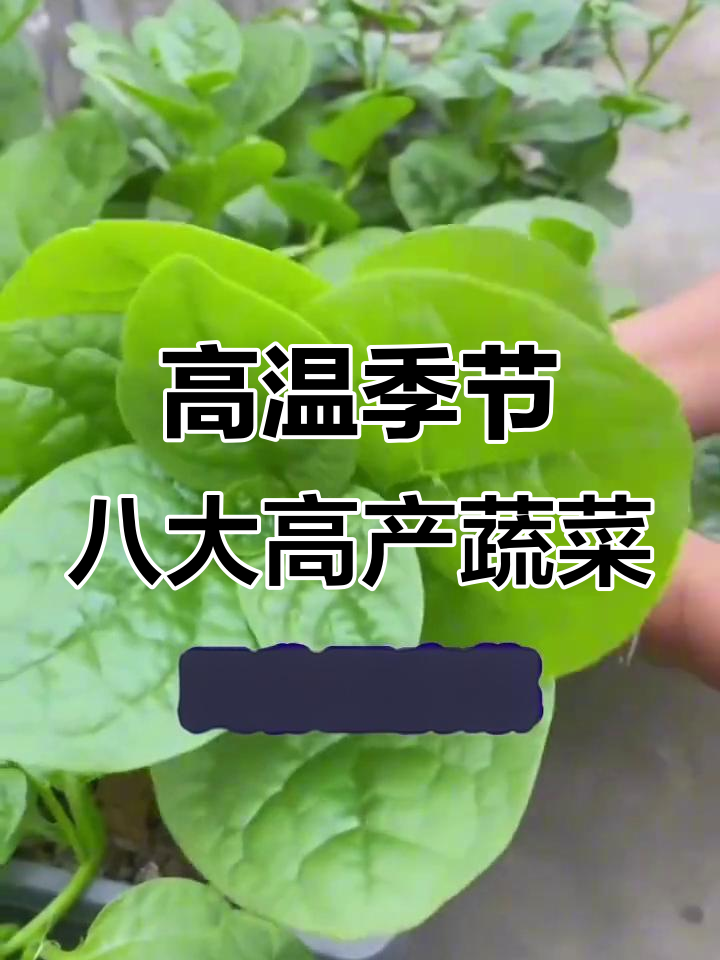 夏季高温最适合种的八种蔬菜,高产又耐热