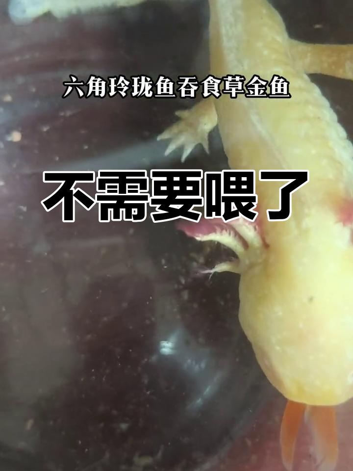 几天不用喂,真轻松