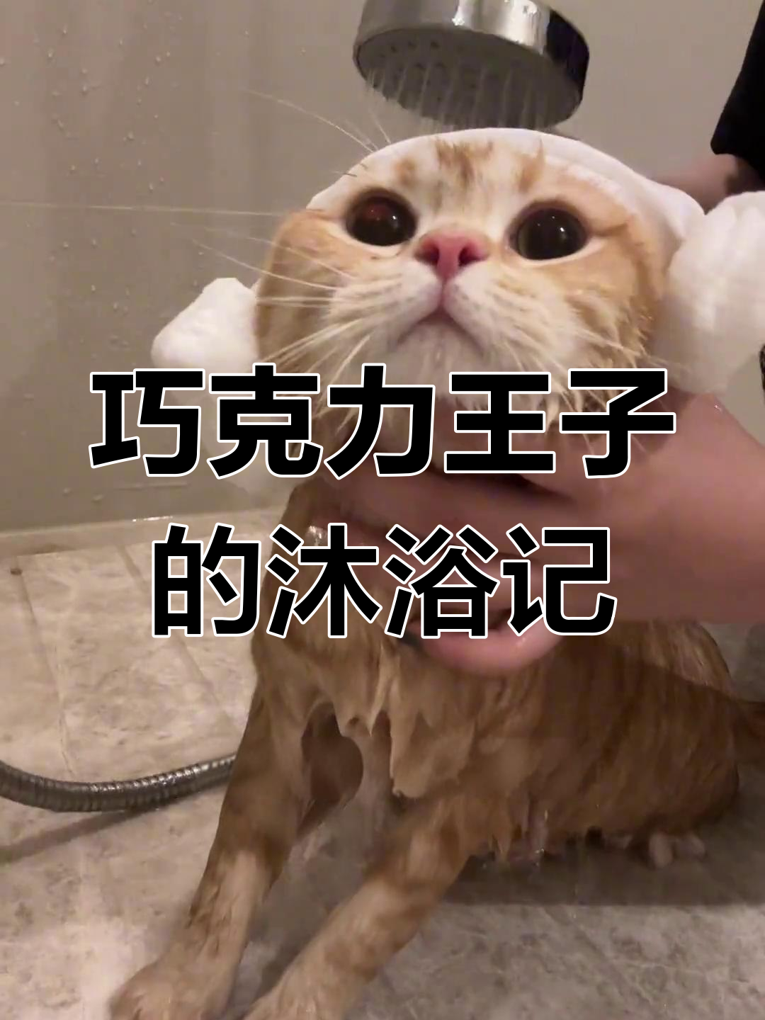 巧克力王子洗澡全过程,迷你吹风机吹出完美造型