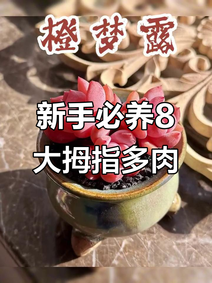 适合新手养的8款超美拇指多肉,轻松上手