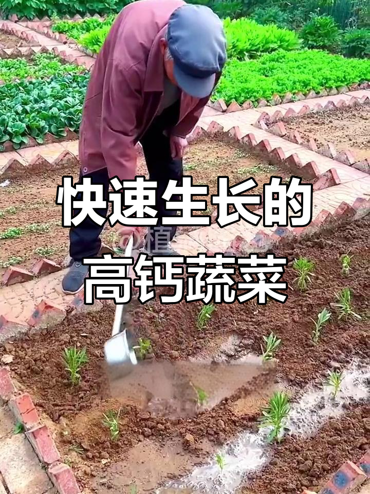 高钙养心菜,20天就能吃,零下20度冻不死