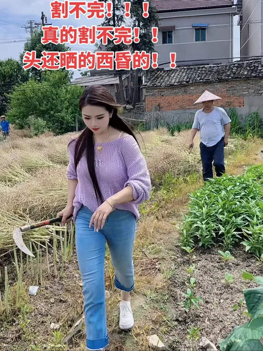 农民打油菜籽忙不停，这丰收根本割不完！