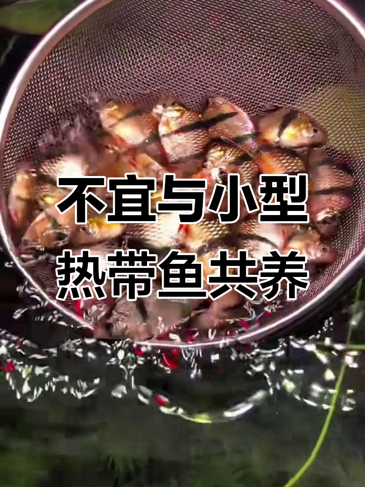 七种不适合与其他小型鱼混养的观赏鱼类