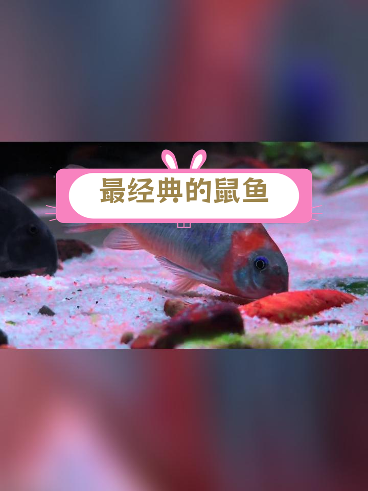 尼青鼠鱼:经典南美品种