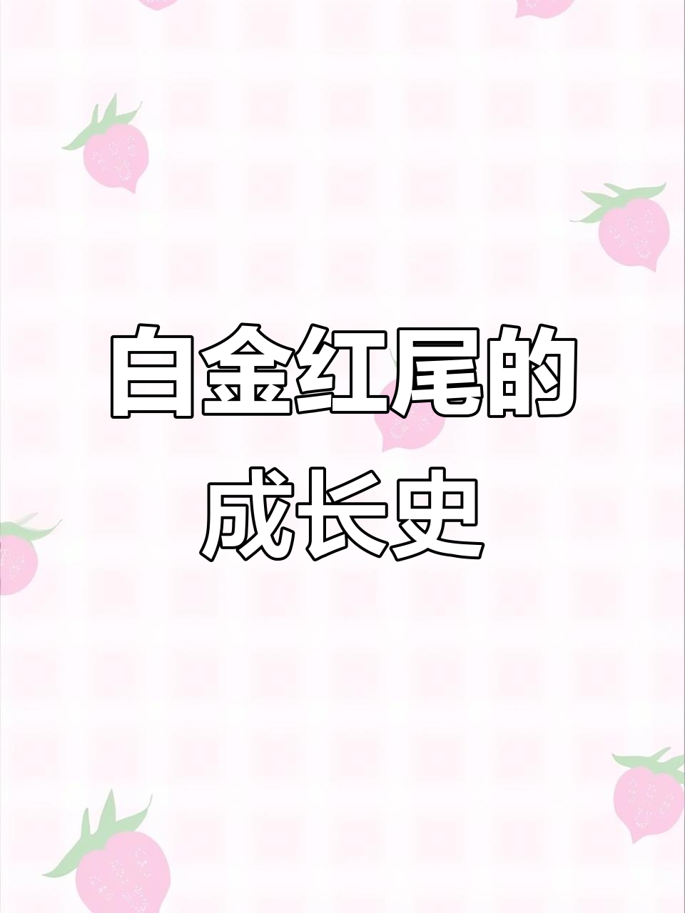 白金红尾孔雀鱼成长全纪录：从出生到耳朵变大全过程