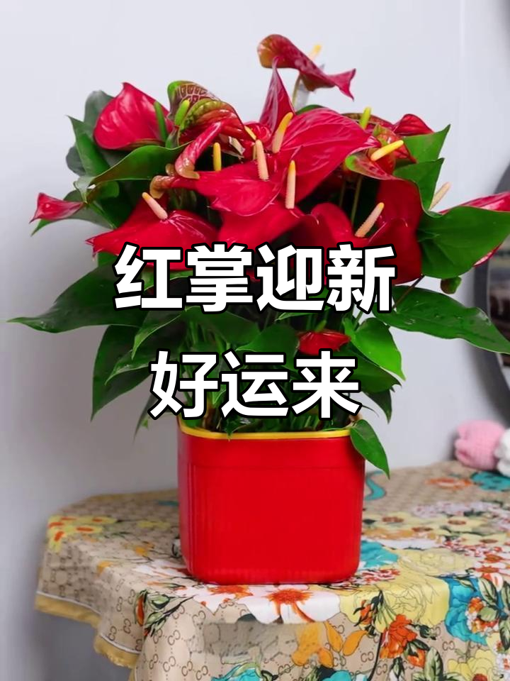 新年送盆红掌,寓意鸿运当头,好运连连
