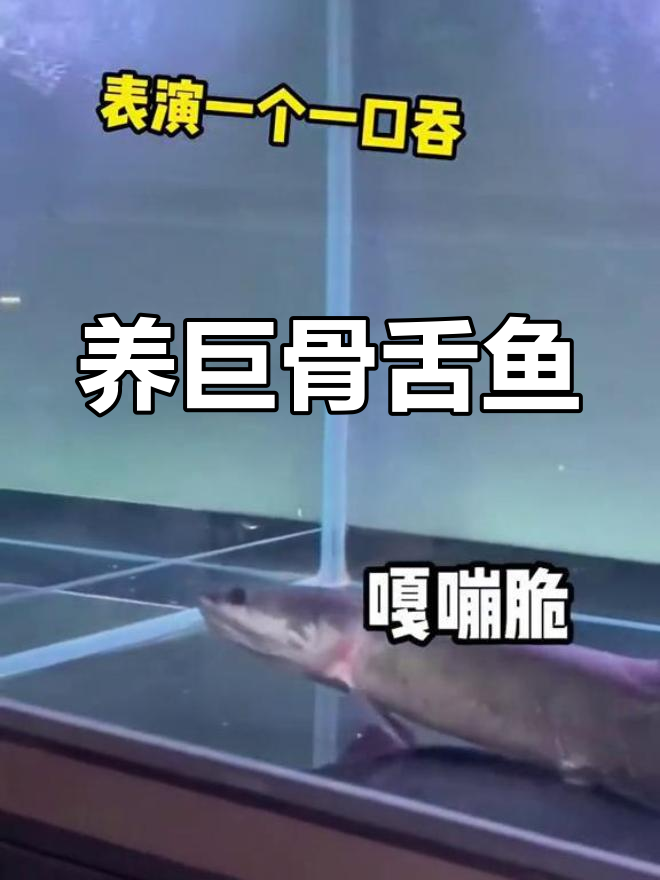 巨骨舌鱼饲养日记