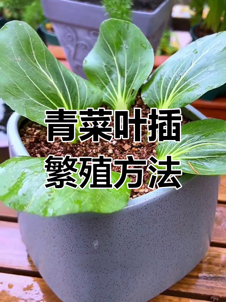 青菜叶插能成功吗?教你快速生根技巧
