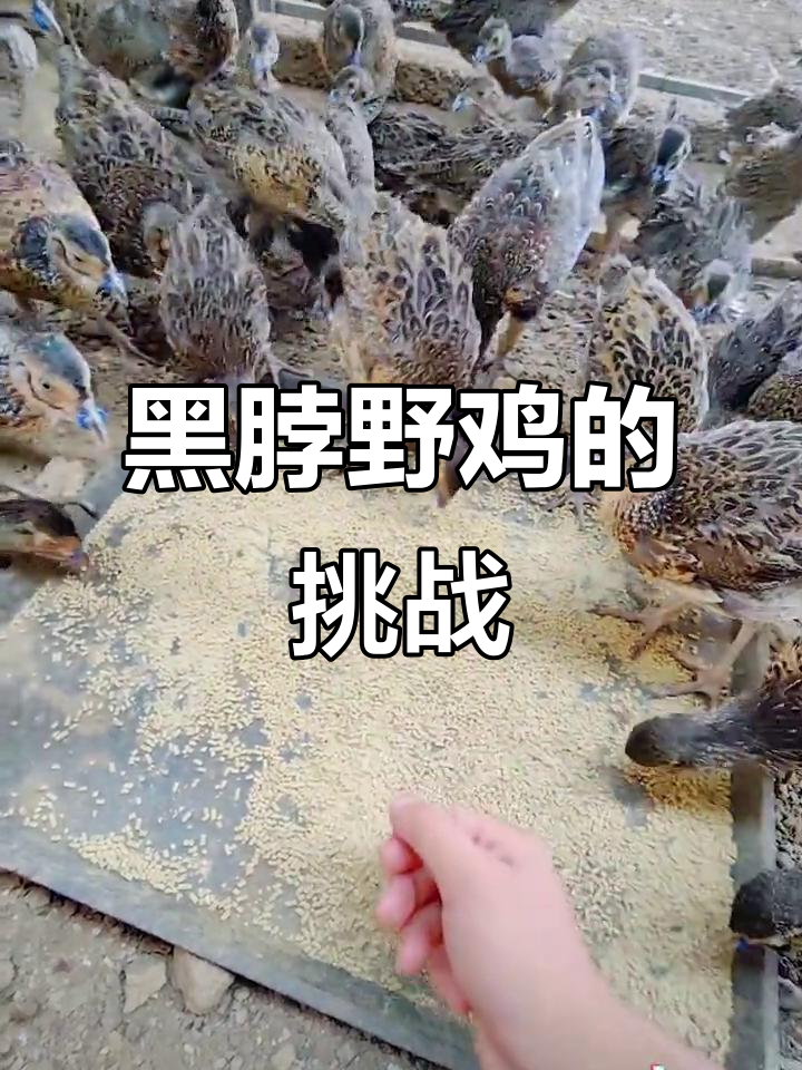 黑脖野山鸡:谁说驯不熟?看它如何“凶猛”反击
