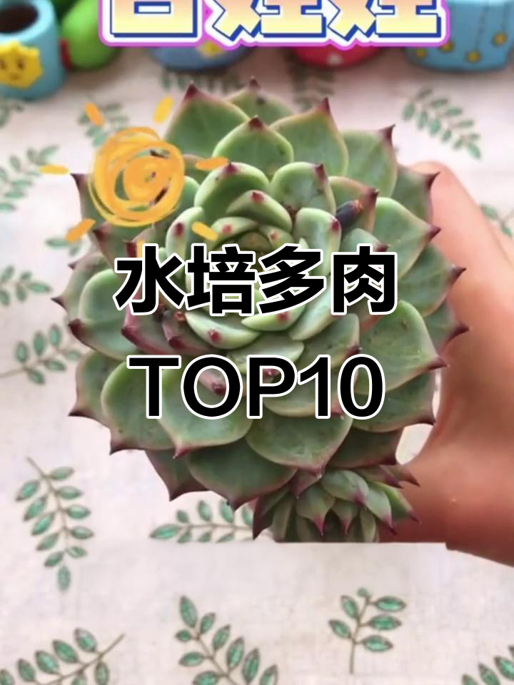 10款最适合水培的多肉植物，轻松打造美丽盆景
