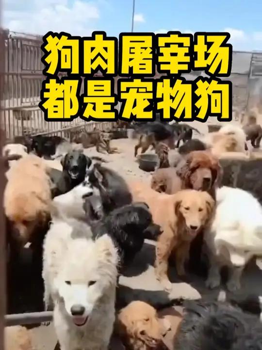 狗肉屠宰场 都是宠物狗 没收犬只 狗被没收 狗证 养犬管理 露娜和至尊宝