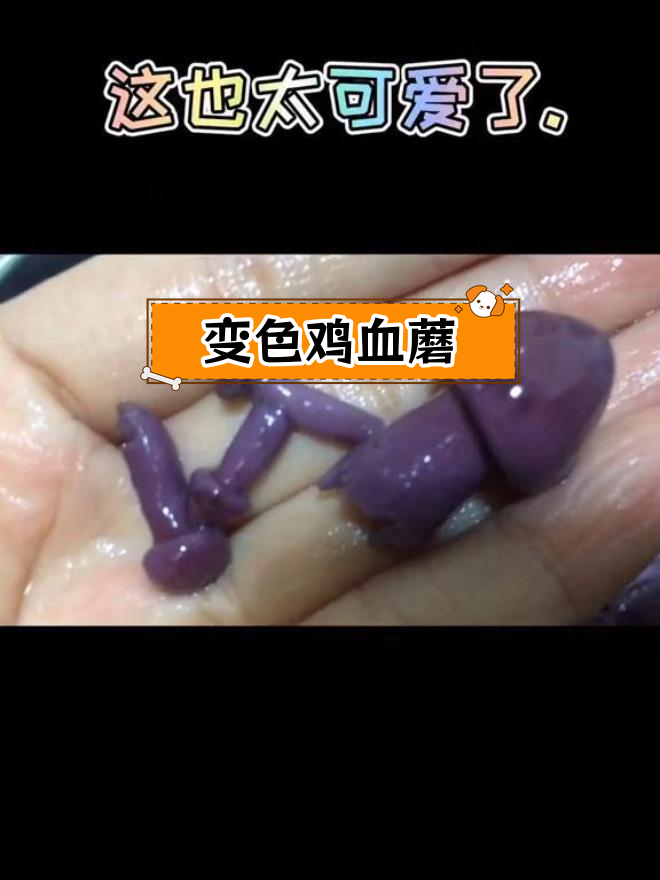 鸡血蘑煮熟变紫,堪比灵芝