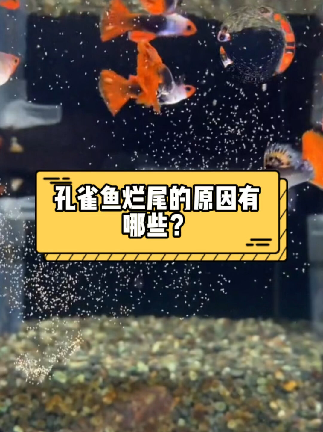 孔雀鱼烂尾的原因有哪些?