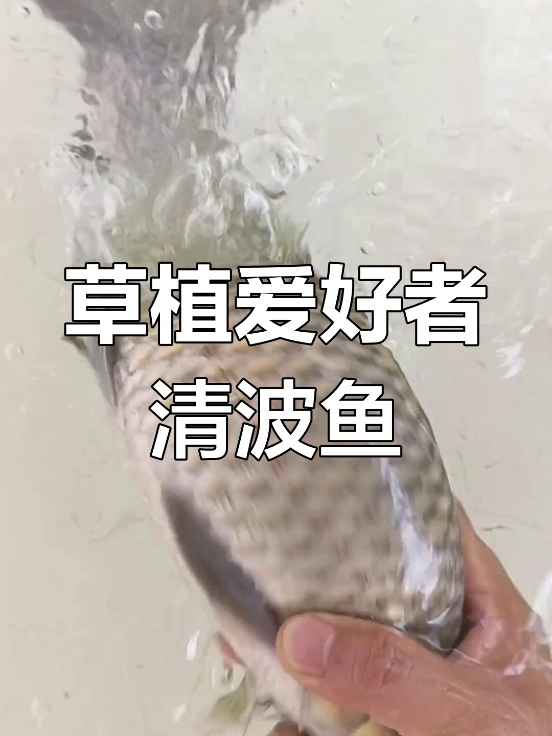 清波鱼以植物为食,最大可达20斤