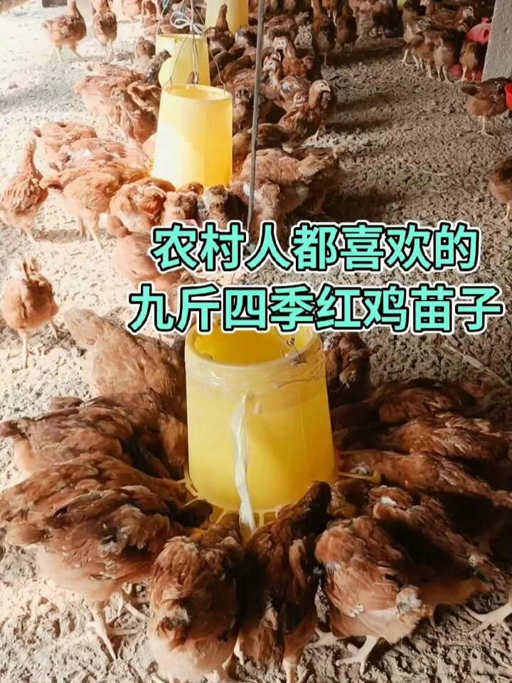 农村人都喜欢的九斤四季红鸡苗子
