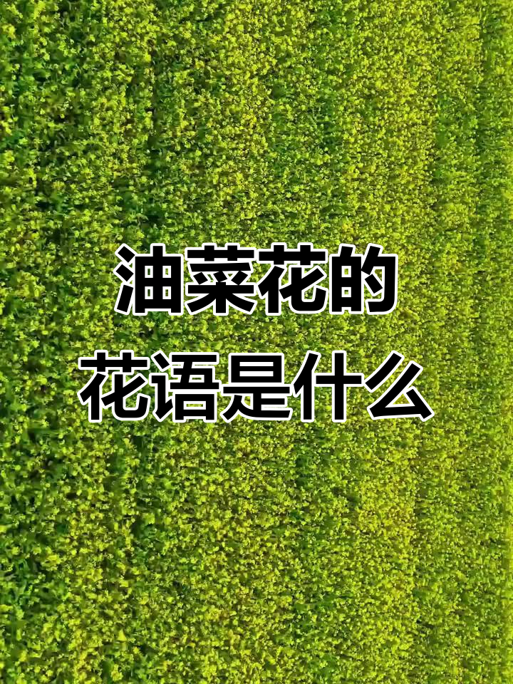 油菜花花语揭秘:你了解它的象征意义吗?