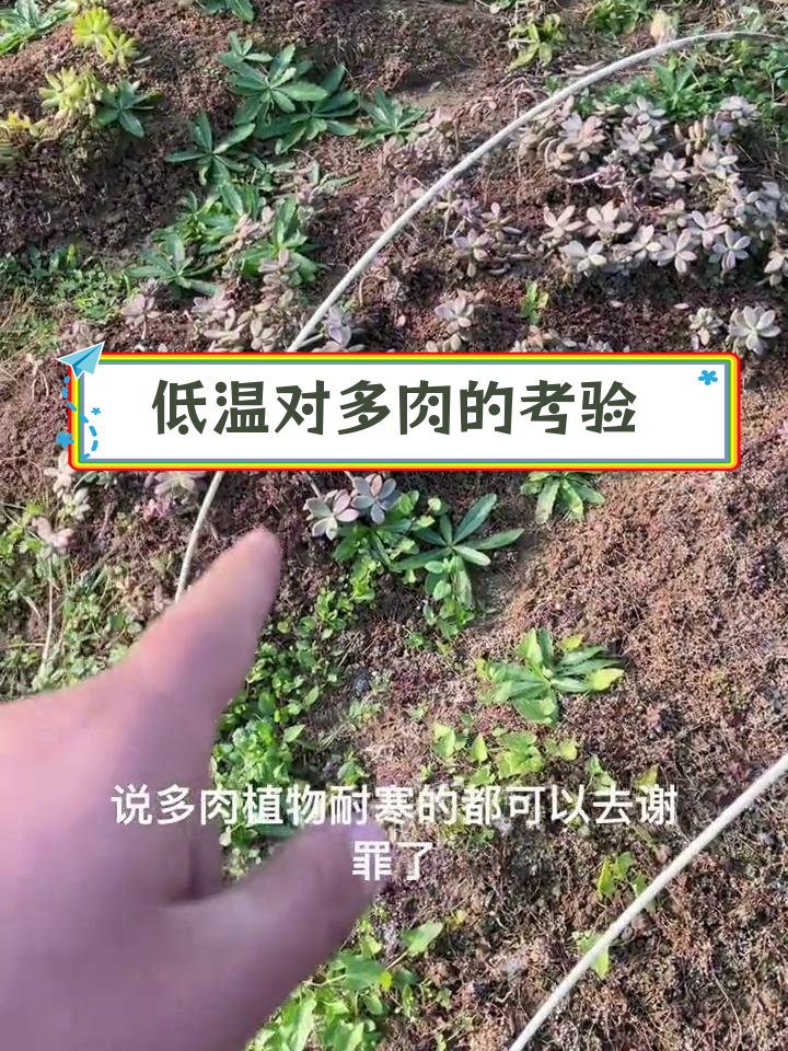 多肉植物耐寒能力大揭秘,零下3度如何应对