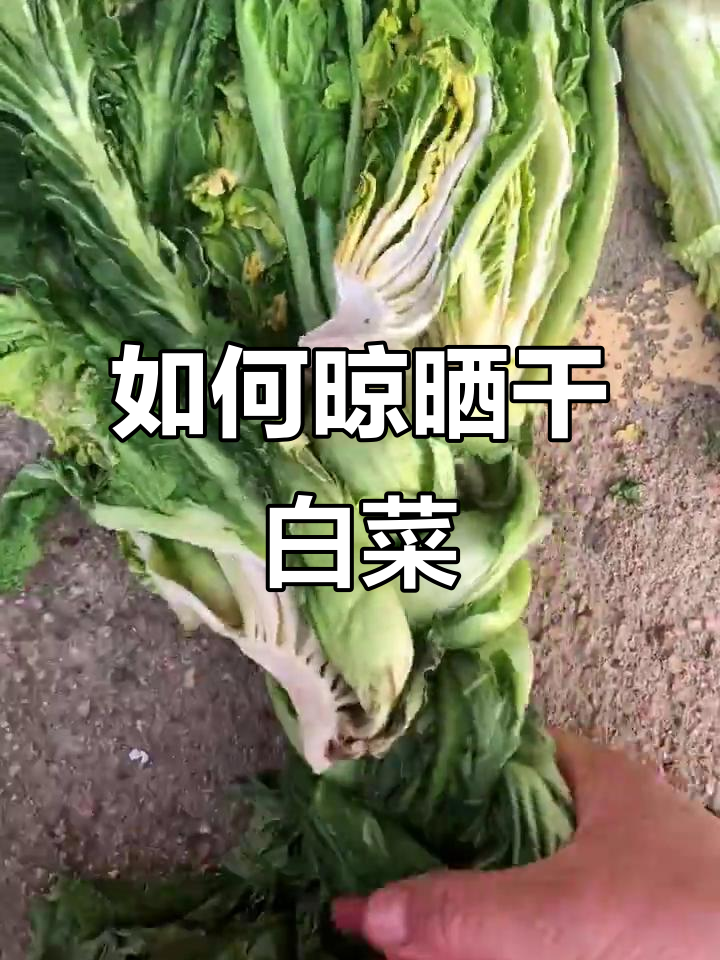 干白菜晾晒技巧：两种方法教你轻松搞定