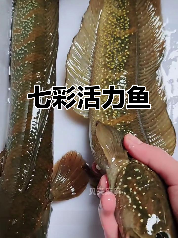 这款七星鱼,色彩鲜艳又好养,家里瞬间充满活力!