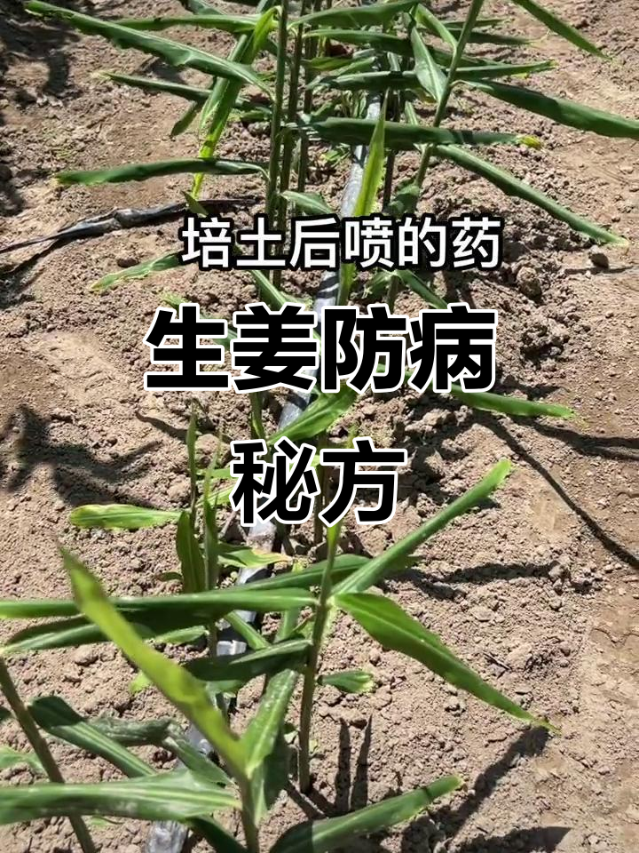 生姜种植必备:培土后用这套药,病害减少效果显著