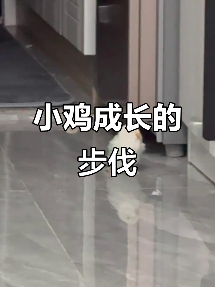 小鸡走路太可爱,看看它们如何一步步成长