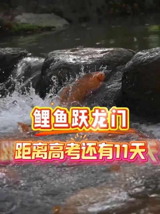 今天，距2025高考还有11天。祝所有高考生如“鲤鱼跃龙门”，好运连连，梦想成真！