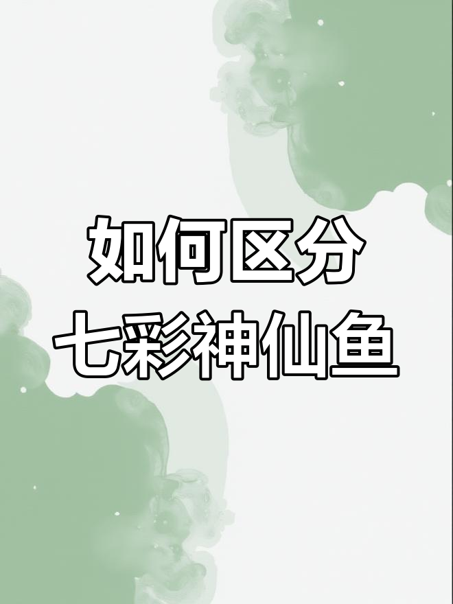 七彩神仙鱼公母辨别技巧