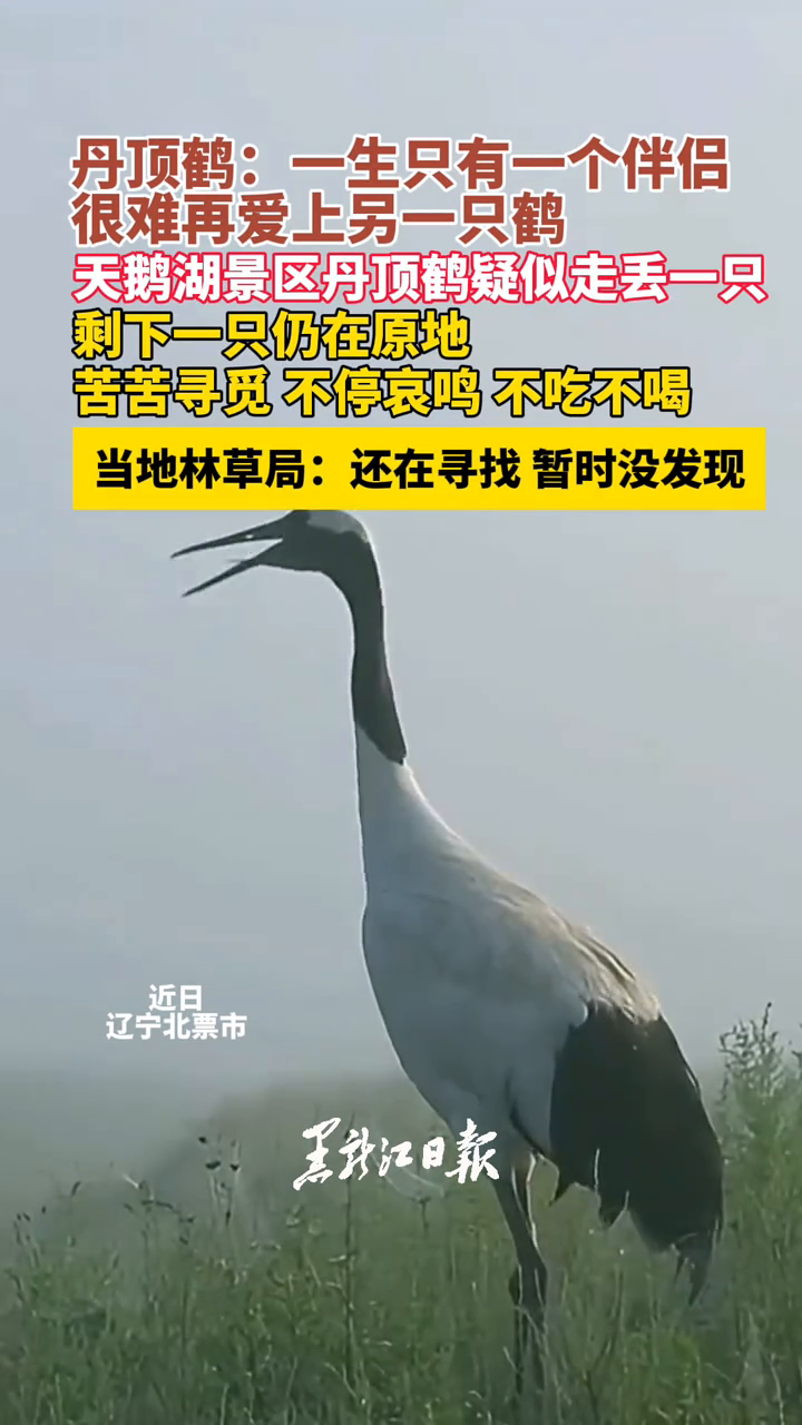天鹅湖景区丹顶鹤疑似走丢一只 剩下一只在原地苦苦寻觅不停哀鸣